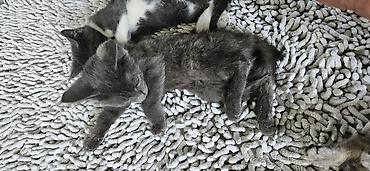 black cat: Котята домашние, помёт из нескольких малышей. - Возраст на фото — 9