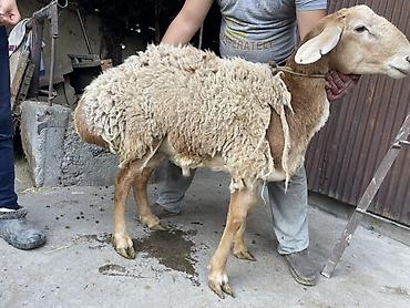 Баран, овца: Продаю | Баран (самец) — 10