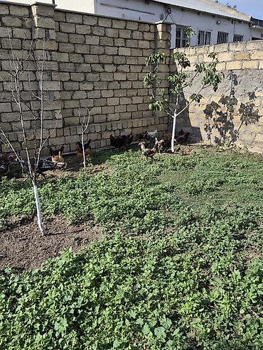 çolpalar: Ümumi 30 dənə heyvandı.İçində yumurtayan cavan fərələr var.qalanı — 5