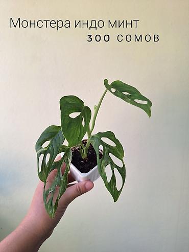комнатный цвиты: 🌿 Комнатные растения/цветы (детки/молодые растения). 🪴 Названия и цены — 6
