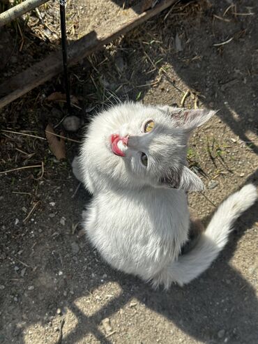 Отдам даром кошку: В добрые и ответственные руки! КОТЯТА🧡🫶 Котята шустрые,игривые!🥳