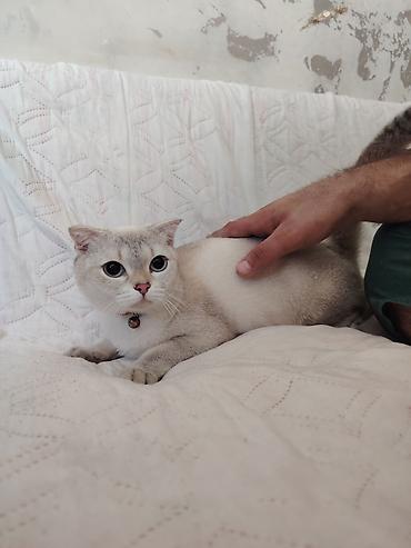 şinşıla: Şotland yastı qulaq, Dişi, Yaxşı əllərə, Ünvandan götürmə, Pulsuz çatdırılma, Ödənişli çatdırılma — 2