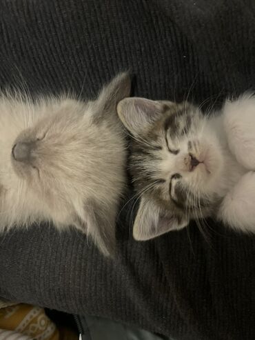 тайская кошка: Милые котята из одного помёта. Описание: - Возраст: родились 28