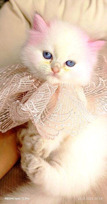 Xaltalar, qayışlar və tasmalar: 3 dişi öz pişiyimin balasıdır makler deiləm — 12