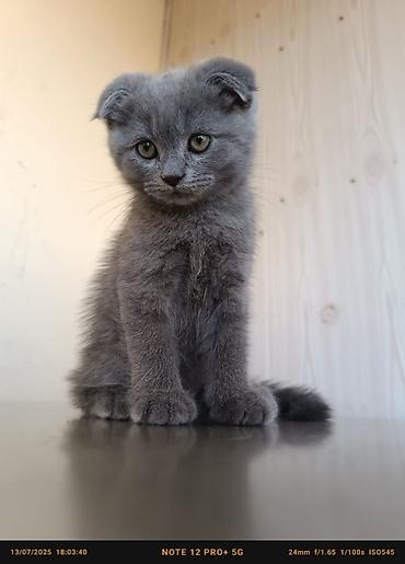 Pişiklər: Britan — 11