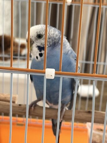 Tutuquşları: Hazır cüt tutu quşular qefedi yuvası ile bir yerde 35 manata — 16