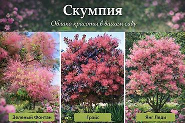 Другие садовые цветы и кустарники: Https://t.me/blooming_garden_kg Редкие и эффектные декоративные — 34