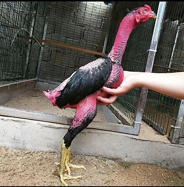 Куры, петухи: Продаю | Петух | Бойцовая | Для разведения — 9