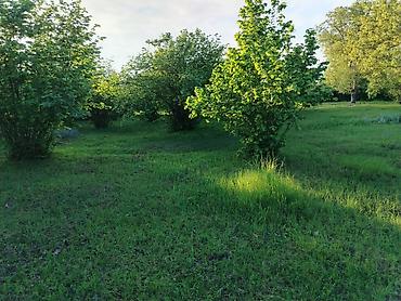 daşınmaz əmlakın satışı: 50 sot, Tikinti, Kupça (Çıxarış) — 8