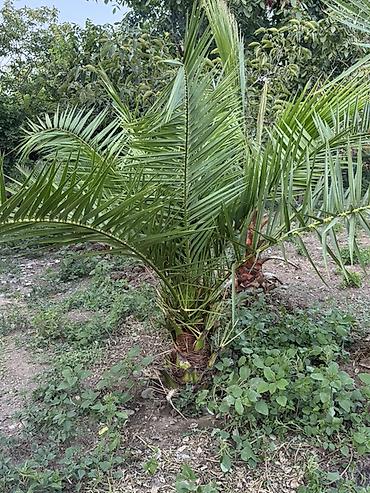 аааф парк фото: Vaşinqton Palma ağacları – 150cm 
Xurma agaclari. Her razmerde — 1