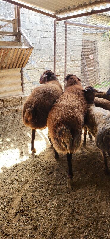 Qoyunlar, qoçlar: Erkək, Qala, il: 2, 90 kq, Damazlıq, Ünvandan götürmə — 8