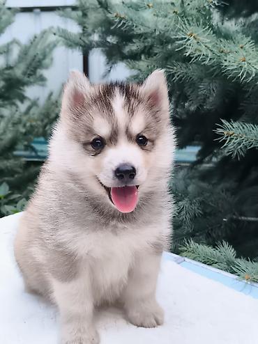 Хаски, 1 месяц, Самка at lalafo.kg Хаски, 1 месяц, Самка