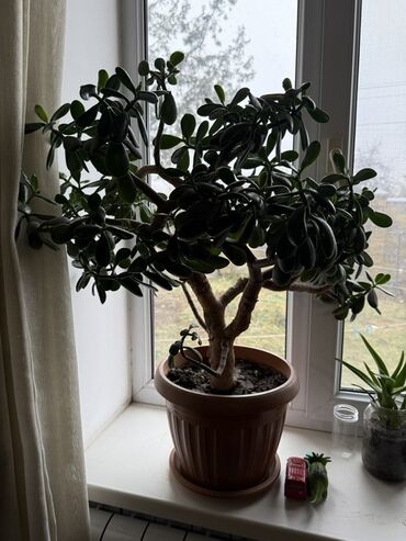 Денежное дерево: Крупные комнатные растения в горшках 1) Толстянка (денежное дерево) - — 9