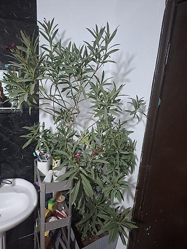 цветы комнатные в бишкеке: Большой комнатный куст олеандра (Nerium oleander) в декоративном — 1
