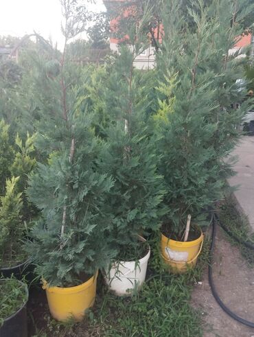 Çöl bitkiləri: Gümüşü-boz rəngli yarpaqları olan bu evkalipt bitkiləri bağlarda və ya -da lalafo.az — 7 Çöl bitkiləri: Gümüşü-boz rəngli yarpaqları olan bu evkalipt bitkiləri bağlarda və ya — 7