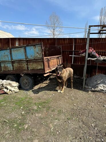 пекинес бишкек: Продажа собак