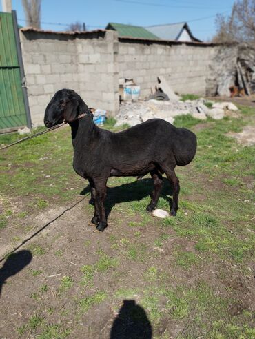 Бараны, овцы: Продается баран породы арашан линия длинного возраст 1год