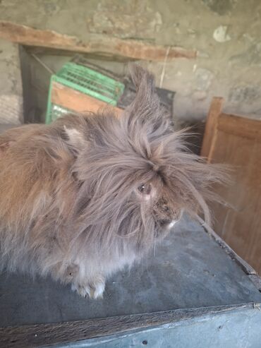 Dovşanlar: Uzun tüklü dekorativ dovşan - Növ: dekorativ, uzun tüklü (aslanbaş — 9