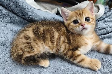 Продажа кошек: Предлагается к предварительному резерву шотландский котенок. Скоттиш — 11