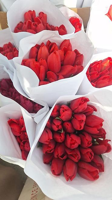 Тюльпан: Тюльпаны оптом и в розницу !!! Можно букет заказать цены самые — 3