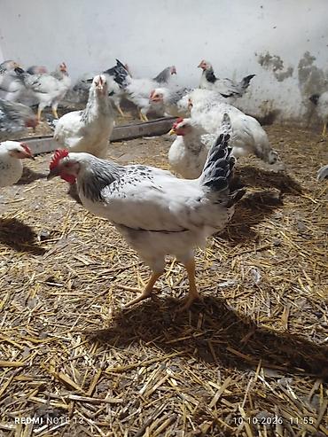 cuce yem qabi: Toyuq, Yumurtalıq — 2