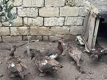 dos əti: 12ədəd qaz və 5ədəd ördek satılır kesimlik damazlıq 6-7ayın quşlarıdı — 1