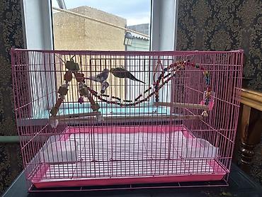 певчий попугай цена: 🦜 Продаю двух волнистых попугайчиков вместе с клеткой В комплект — 4
