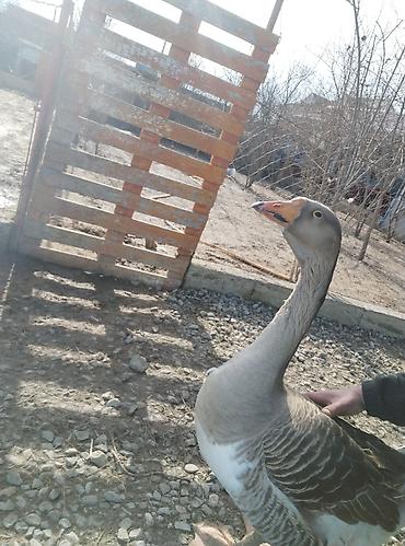 Qazlar: Məhsul: Ev quşları – qaz və hind toyuğu Təsvir:Hinduşka diri çəkisi — 10