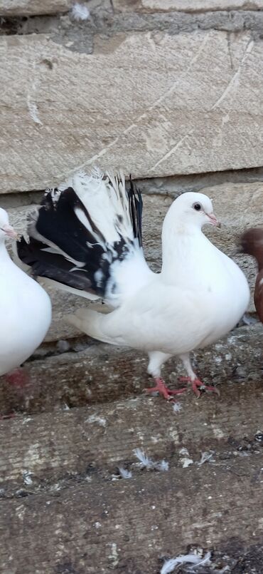 Göyərçinlər: Məhsul: Bəzək üçün fiqurlu göyərçinlər - Növ: Quyruğu geniş, yelpik — 7
