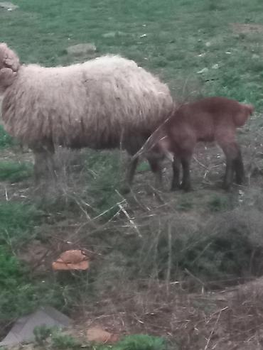 Qoyunlar, qoçlar: Salam heyavanlar satılır 3dənə balalı 1dənə tək 2si birinci qarın 2si — 10
