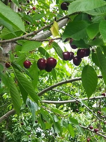 Фрукты и ягоды: Саженцы черешни - Питомник. Ряды молодых саженцев черешни открытого — 1
