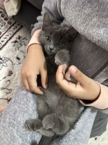 купить клетку для перепелов: Очаровательный серый котёнок - Окрас: сплошной дымчато‑серый