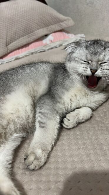 продать кошку: Отдам даром в хорошие руки чистокровная Шотландская вислоухая кошка