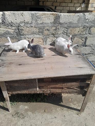yuxuda qas gormek: Dovşanlar və taxta qəfəs dəsti 3dis bir ekey dir bater var baxir — 2