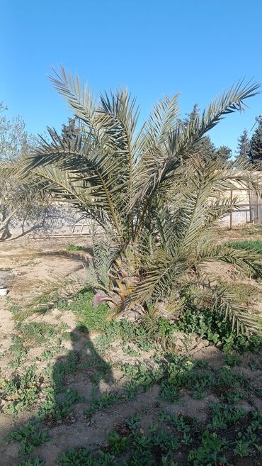 Otaq bitkiləri: Palma agaci satilir