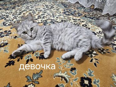 купить кошку вислоухий: ПолуШотландские котята девочки. 6-Месяцев Мама котят Шотландская