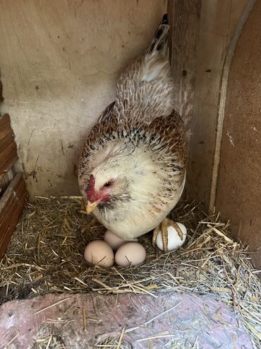 Toyuqlar: Toyuq, Yumurtalıq -da lalafo.az — 9 Toyuqlar: Toyuq, Yumurtalıq — 9