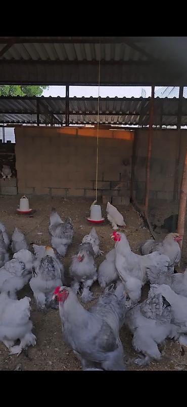 toyuq xoruz: Toyuq, Brama, Damazlıq — 3