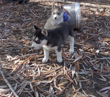 собака девочка: Хаски, 2 месяца, Самка