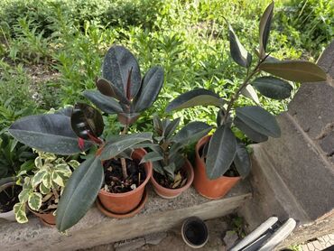 Женское счастье (Спатифиллюм): Комнатные цветы Диффенбахия 500 с Монстера 2000 Фиалки 250 с — 7