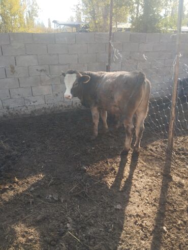 объявления о найденных животных: Продаю | Бык (самец) | Швицкая | На откорм