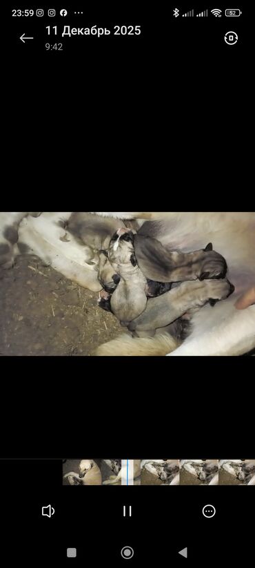 Продажа собак: Кангал чистокровный Пастушьи собаки крупного типа (светло-палевый — 5