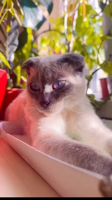 мраморный вислоухий кот: Котёнок с короткими загнутыми ушками и окрасом поинт (светлое тело