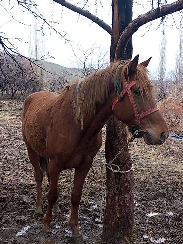 Лошади, кони: Продаю | Конь (самец) | Рабочий — 11