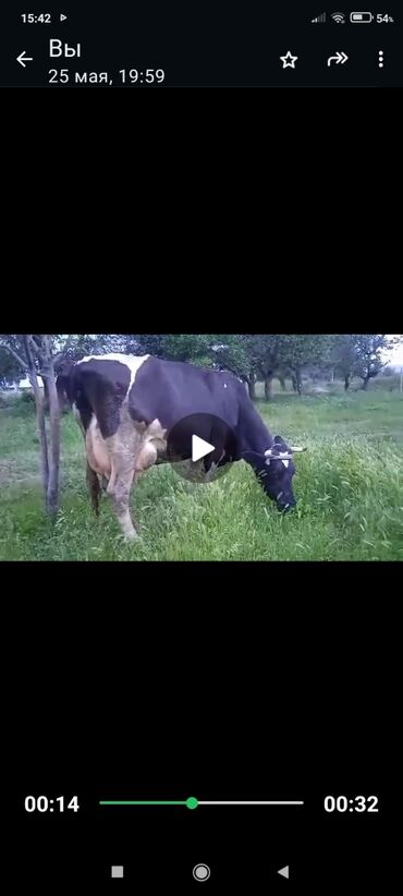 шведский корова: Продаю | Корова (самка) | Голштин | Для разведения, Для молока | После отела