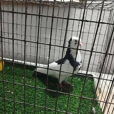 Другие с/х животные: Породистые декоративные голуби. Описание: - Порода — 17