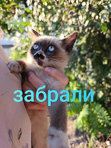 Отдам даром кошку: Котята в добрые руки — 4