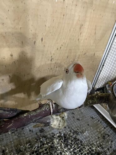 Digər quşlar: Məhsul: Halqa boyunlu parakitlər (Alexandrine/Indian Ringneck növü) — 4