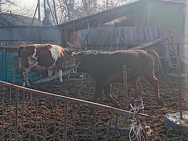 Коровы, быки: Продаю | Бык (самец) | На откорм | Привязанные — 9