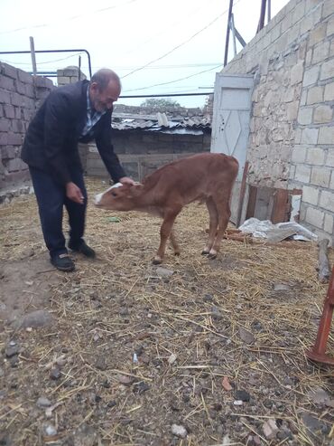 Pişiklər: Qırmızı-boz rəngli buzaq - Növ: iri buynuzlu mal-qara (buzaq) - Rəng